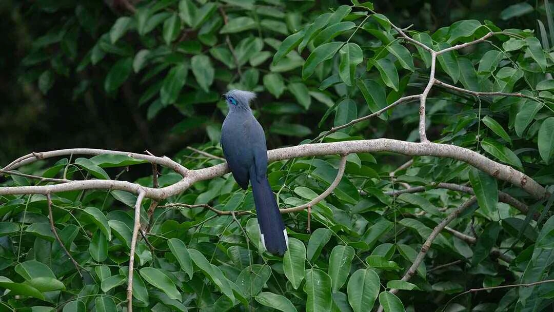 Blue Coua